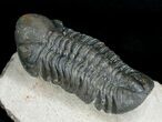 Inch Prone Reedops Trilobite - Nice Eyes #4930-2